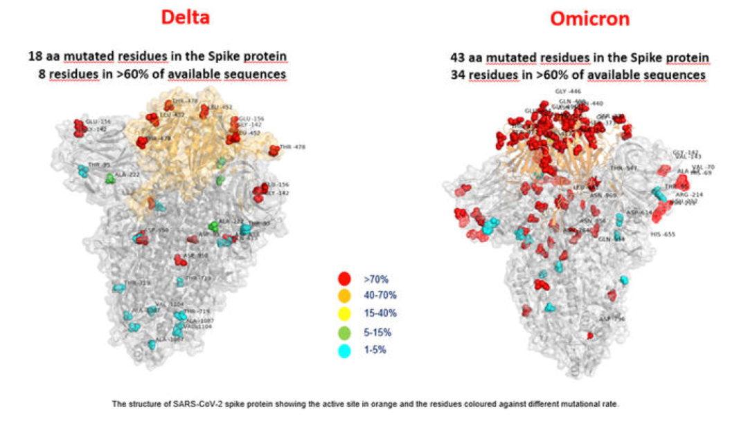 Comparison of the Delta strain and the Omicron strain with mutations in the stinger protein